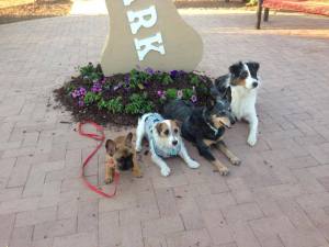 Raylee was only about 5 months old and it was a long 12 hour day of filming outside so we took lots of rest and play breaks. You may recognize some of these famous pups! 