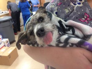 Johnny waking up after his cleaning. His tongue was out for quite awhile but is now back in his handsome face!